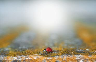 ladybug