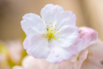 Peach tree flowers against blue sky close-up