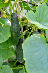 cucumbers, cucumber flowers and leaves on branches, cucumber plantation