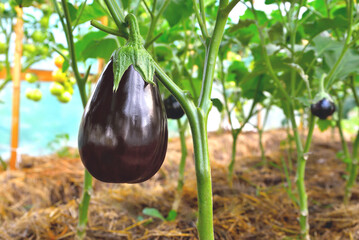 Eggplant on a branch in a greenhouse, ripe juicy eggplant in sunlight on a plant in a greenhouse, selective focus