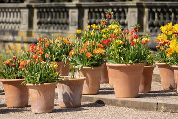 Many ceramic pots with bright spring flowers are arranged in a row, spring time display