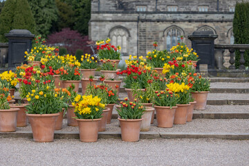 Many ceramic pots with bright spring flowers are arranged in a row, spring time display