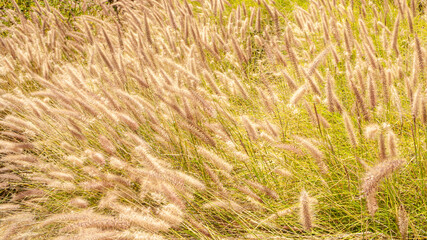 grassy area with lamppennise grass sways in the wind in the evening light