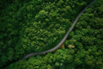 Road Passing Through Forest