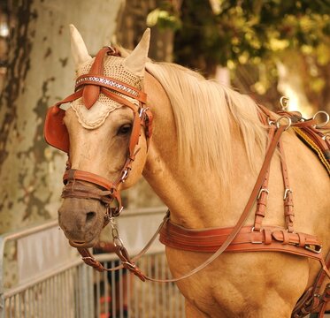 Cavallo beige con i paraocchi