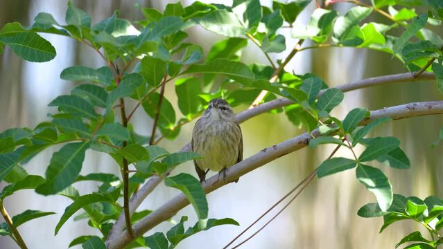 A Palm Warbler bird perched on a tree branch in summer Florida shrubs