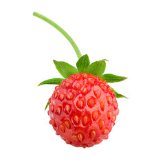 Wild strawberry isolated on white background, full depth of field