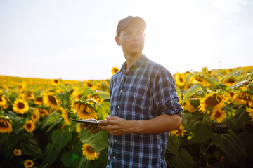 Farmer inspects blooming sunflowers with clipboard in sunny field. Harvesting. Agriculture concept.