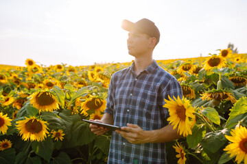Farmer inspects blooming sunflowers with clipboard in sunny field. Harvesting. Agriculture concept.