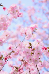 満開の八重桜のクローズアップ撮影 　青空背景