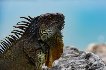 lizard of the genus. Animals lizard iguana. Iguana reptilian, exotic wild dragon.