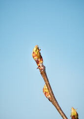 pear bud on the background of the sky. Pear bud close-up. pear buds. pear buds in the garden