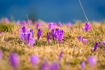 Beautiful purple flowers in spring mountain scenery. Cute crocuses on a mountain glade on the Turbacz peak in the Polish mountains. Photo with a shallow depth of field with a blurred background.