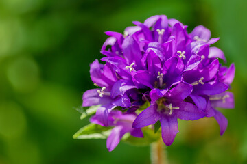 Dane's-blood bellflower. Campanula glomerata. Garden Flower.