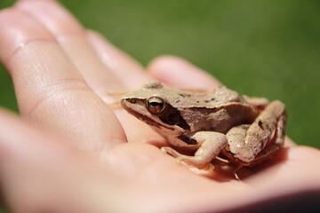 Frog
