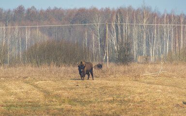 bizon in the field - obrazy, fototapety, plakaty