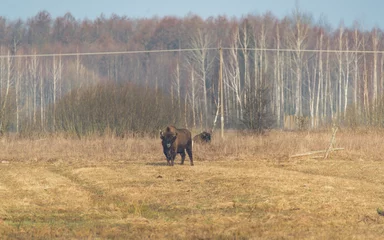 Foto op Plexiglas bizon in the field © Piotr