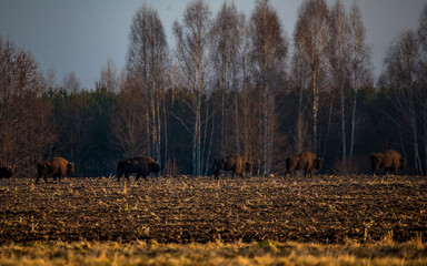 bizons in the field © Piotr