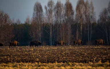 Foto op Plexiglas bizons in the field © Piotr