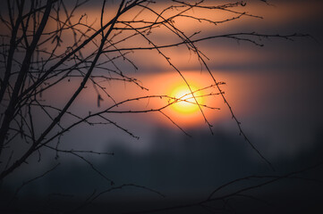 sunrise over the tree