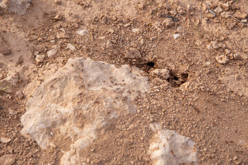 Fire Ants Scrambling Around