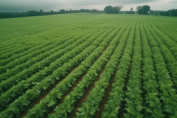 Fototapeta na wymiar Aerial view young green tobacco plant field, Tobacco plantation leaf crops growing in tobacco plantation field