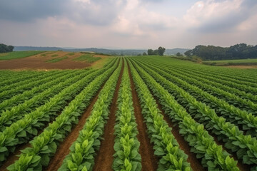 Aerial view young green tobacco plant field, Tobacco plantation leaf crops growing in tobacco plantation field - obrazy, fototapety, plakaty