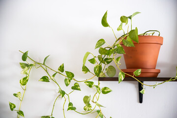 devil's vine home plant on a shelf against white wall