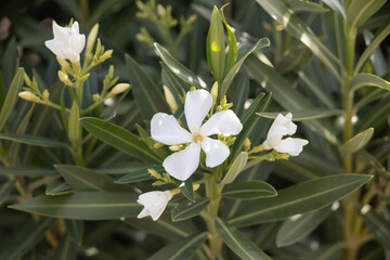 White blooming Nerium oleander
