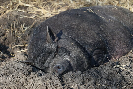 Fototapeta Czarna świnia na tle czarnej ziemi i błota w zagrodzie. 