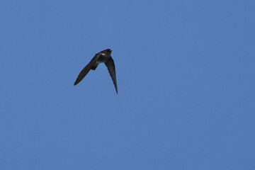 asian house martin in flight