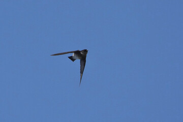 asian house martin in flight