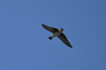 asian house martin in flight