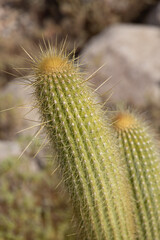 Cactus with white hair
