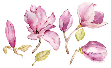 Hand-drawn watercolor pink magnolia flowers. Wonderful flowers and leaves clipart. isolated on the white background.
