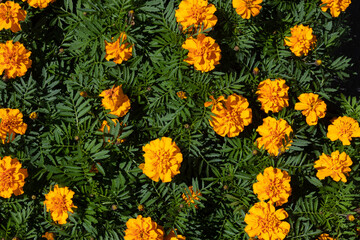 green leaves and yellow flowers background