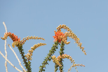 Ocotillo cactus in bloom