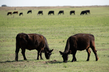 Fototapeta na wymiar Herd of young cows