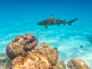 black tip reef shark swims by a coral reef in the Maldives