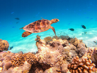 Green Hawksbill Sea Turtle  in the coral reef of the Maldives