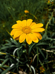 yellow flower