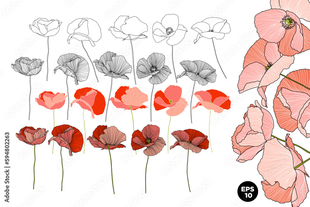 Poster vector drawn poppies flowers set. various style linear and fill botanical elements. design for cards