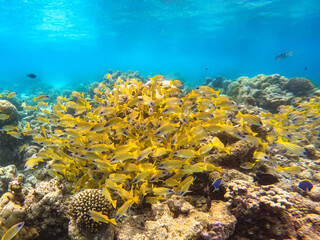 Naklejka na ściany i meble school of yellow fish in the Maldives Atoll