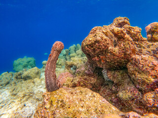 Upright Sea Cucumber in the Maldives atoll