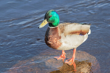 A drake duck with bright plumage stands on a stone in the water.