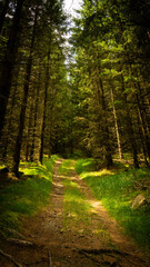 Fototapeta na wymiar path in the forest from the Harz Mountains