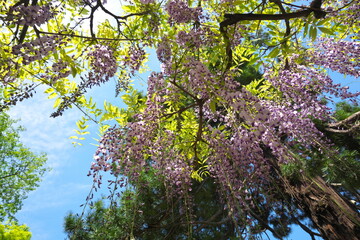 紫の花暖簾の藤の花　唱行寺　市川市