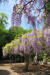 紫の花暖簾の藤の花　唱行寺　市川市