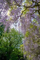 紫の花暖簾の藤の花　唱行寺　市川市