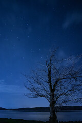 Obraz na płótnie Canvas tree at night